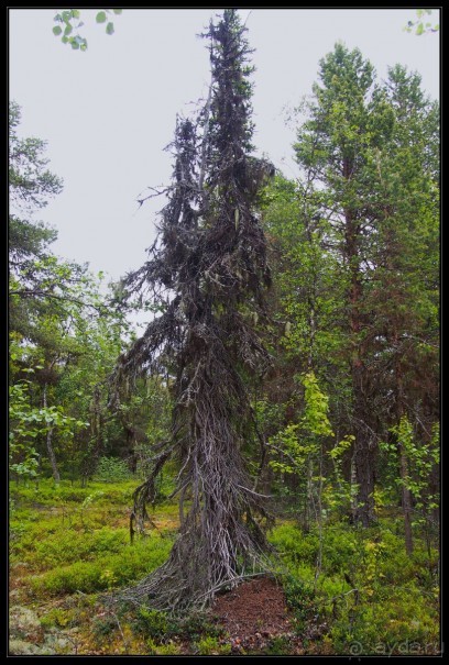 Соловецкий архипелаг в июне, часть 6.