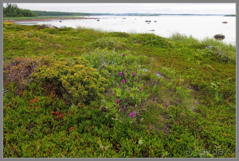 Соловецкий архипелаг в июне, часть 6.