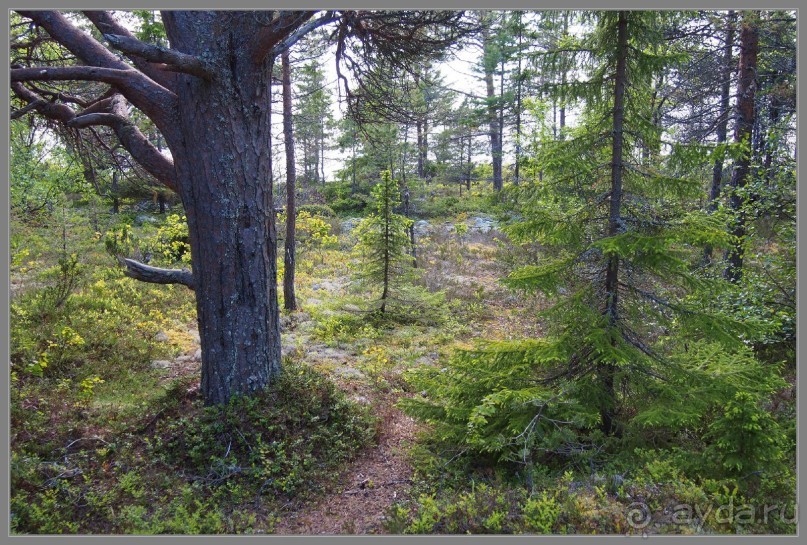 Соловецкий архипелаг в июне, часть 6.