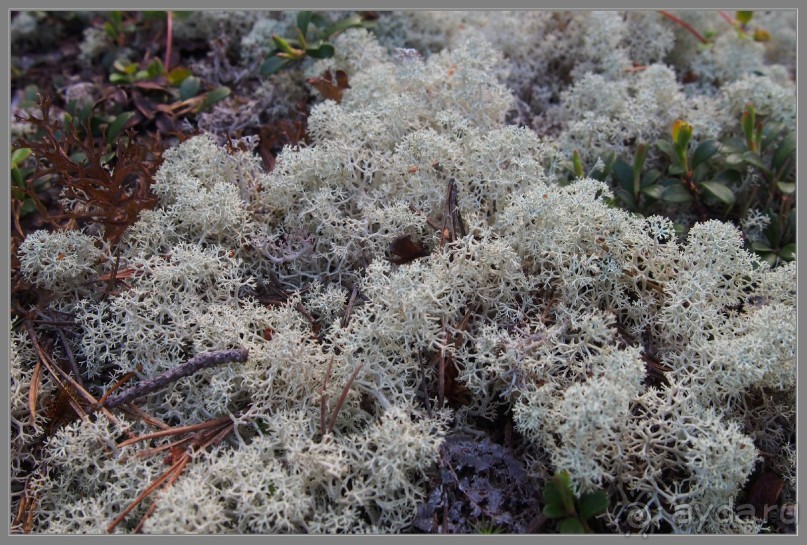 Соловецкий архипелаг в июне, часть 6.