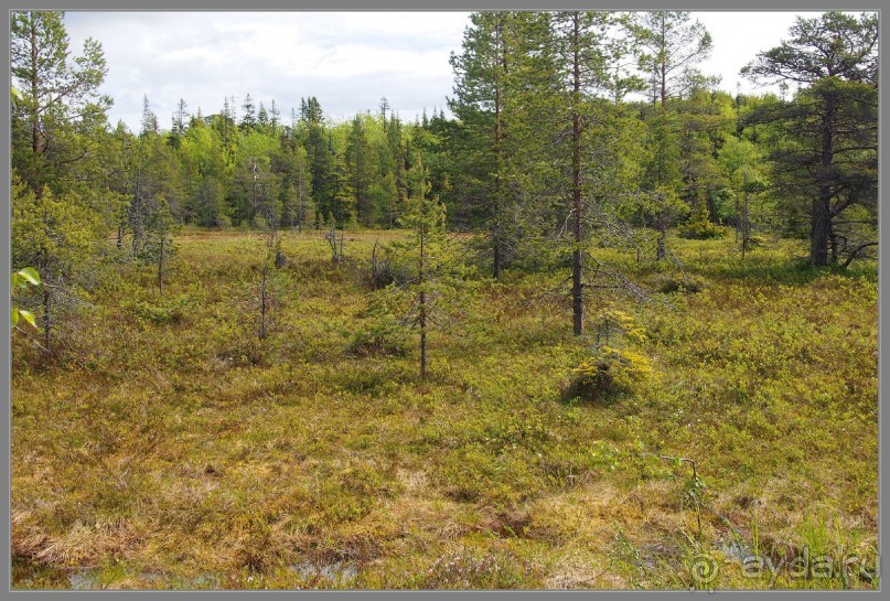 Соловецкий архипелаг в июне, часть 4.