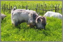 Соловецкий архипелаг в июне, часть 4.