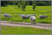 Соловецкий архипелаг в июне, часть 4.
