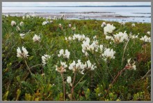 Соловецкий архипелаг в июне, часть 4.