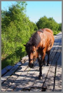 Соловецкий архипелаг в июне, часть 4.