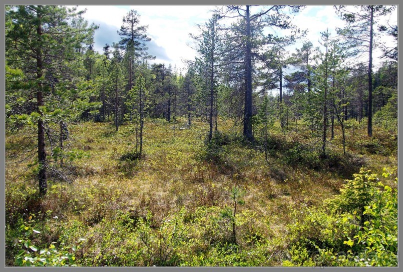 Соловецкий архипелаг в июне, часть 4.