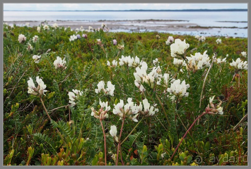 Соловецкий архипелаг в июне, часть 4.