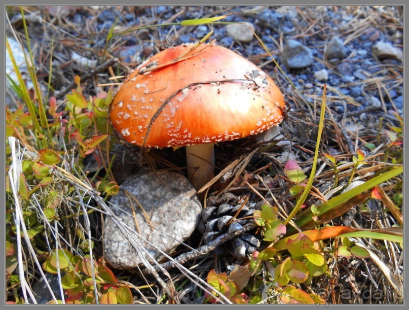 Осеннее Приэльбрусье.