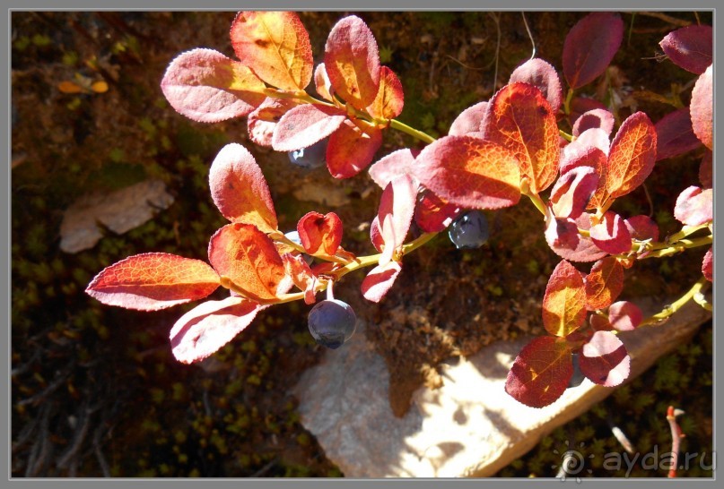 Осеннее Приэльбрусье.