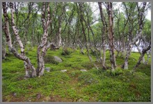 Соловецкий архипелаг в июне, часть 5.