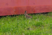 Соловецкий архипелаг в июне, часть 5.