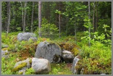 Альбом отзыва "Соловецкий архипелаг в июне, часть 5."