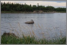 Соловецкий архипелаг в июне, часть 5.