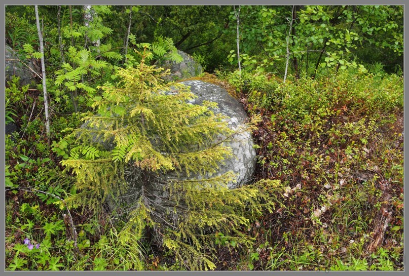 Соловецкий архипелаг в июне, часть 5.