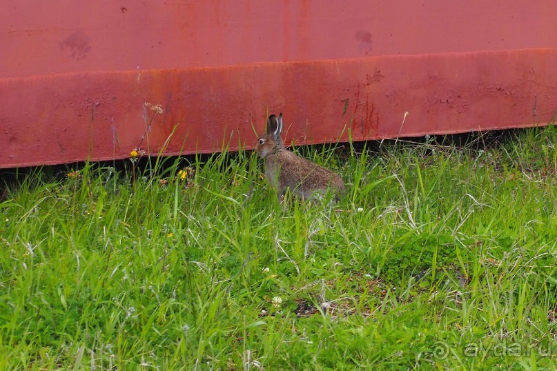 Соловецкий архипелаг в июне, часть 5.