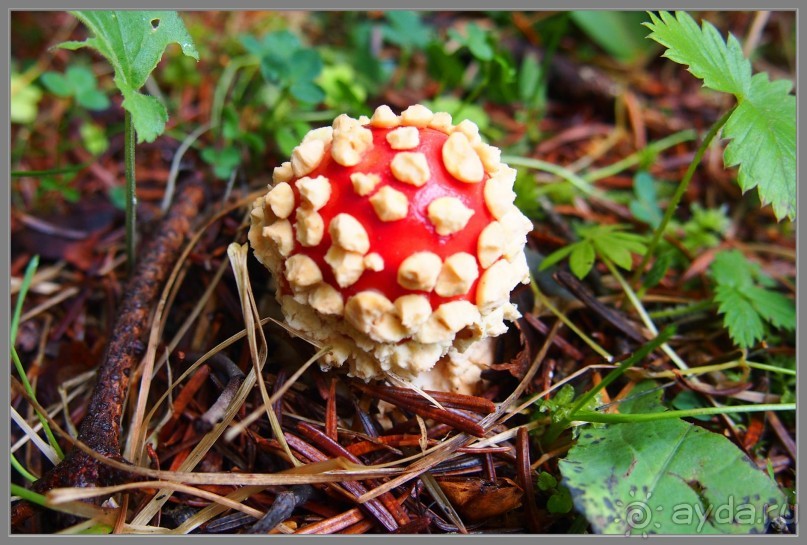 красавец мухомор