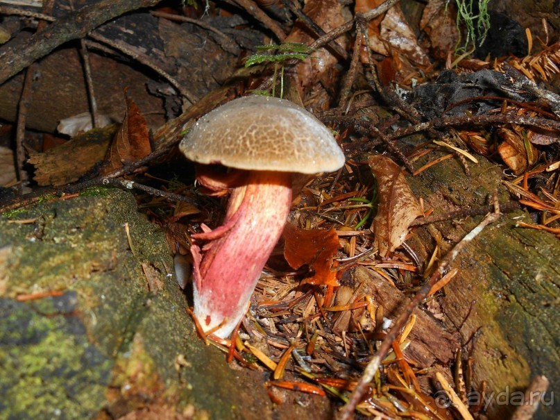 сатанинский гриб