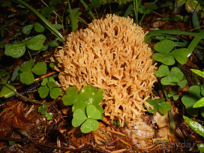 коралловый гриб