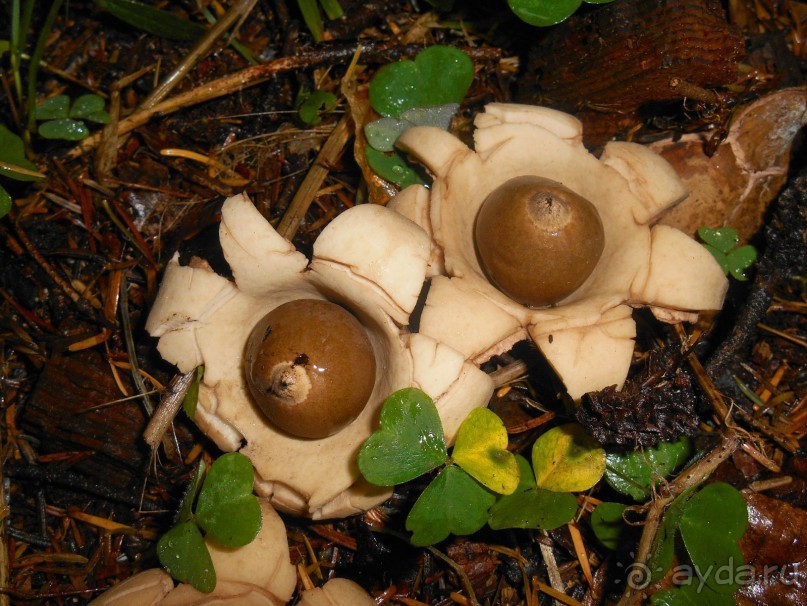 гриб "звездовик мешковидный"