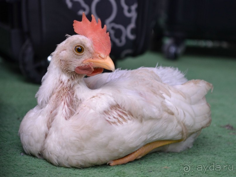 Теплое море и ласковое солнце Турции