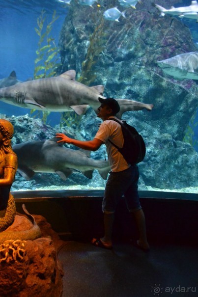 мечтаю  еще раз полететь в Тай