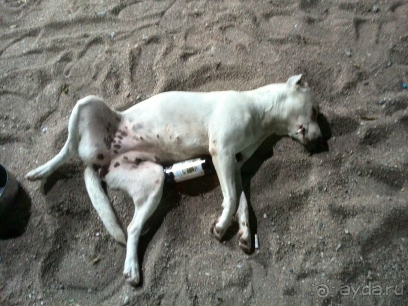 мечтаю  еще раз полететь в Тай