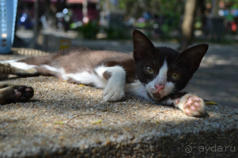 мечтаю  еще раз полететь в Тай