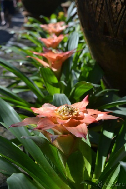 мечтаю  еще раз полететь в Тай