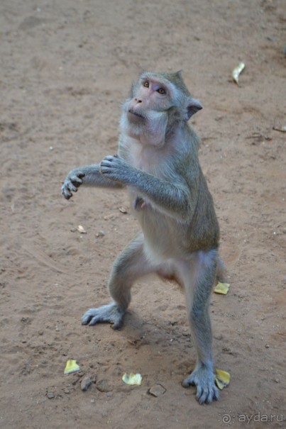 мечтаю  еще раз полететь в Тай