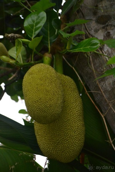 мечтаю  еще раз полететь в Тай