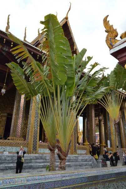 мечтаю  еще раз полететь в Тай