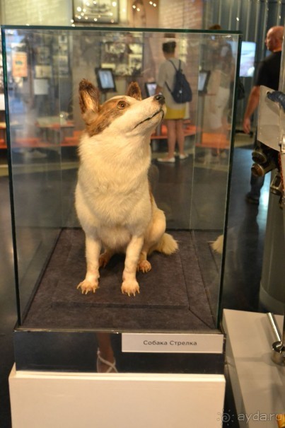  В Москву с ребенком по музеям и паркам.