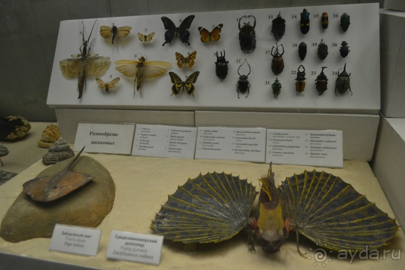  В Москву с ребенком по музеям и паркам.