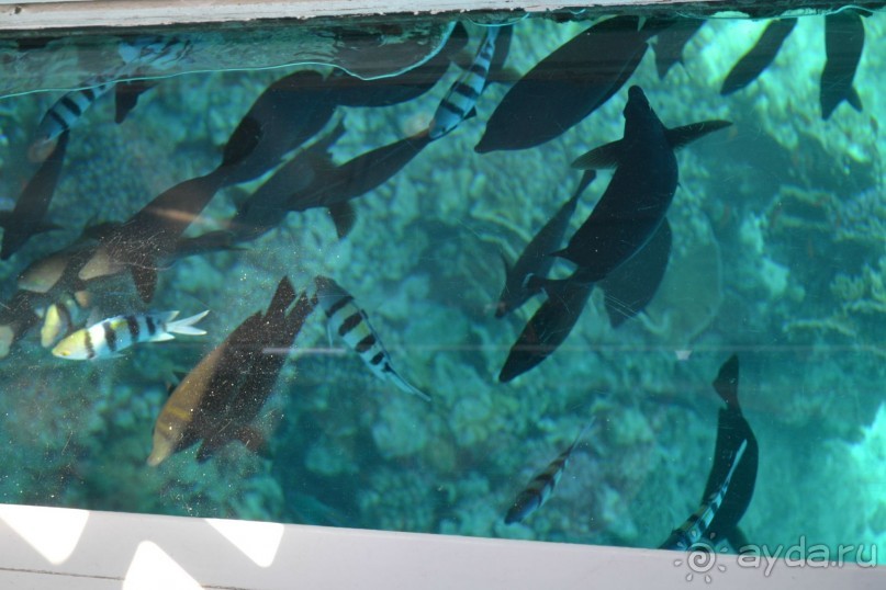 Для любителей дайвинга