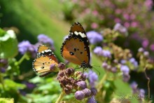 Для любителей дайвинга