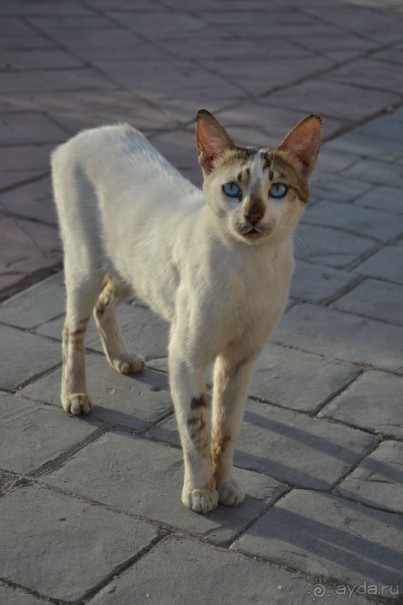 Для любителей дайвинга