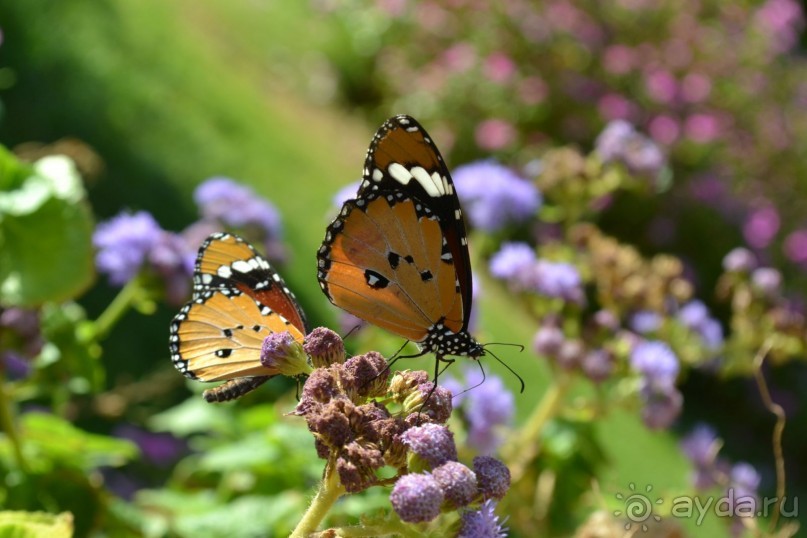 Для любителей дайвинга