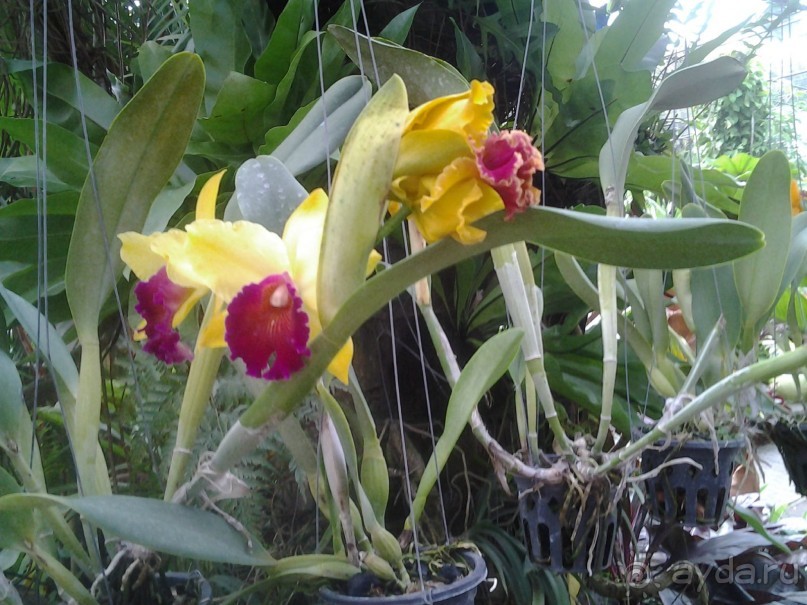 Великолепный отдых в Паттайе.