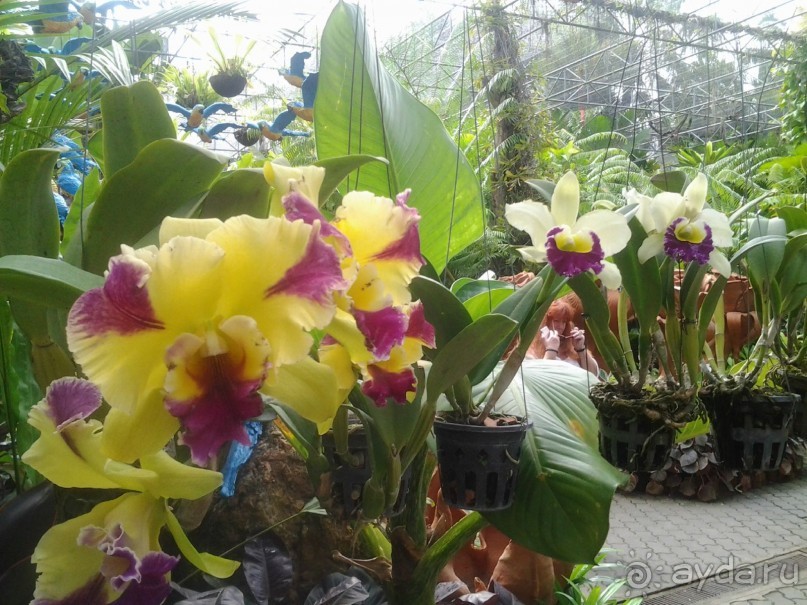 Великолепный отдых в Паттайе.