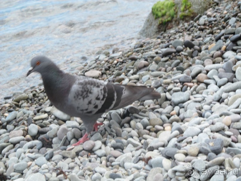 Пока в Крыму нас не очень любят.