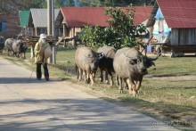 Поездка в страну слонов, Даклак