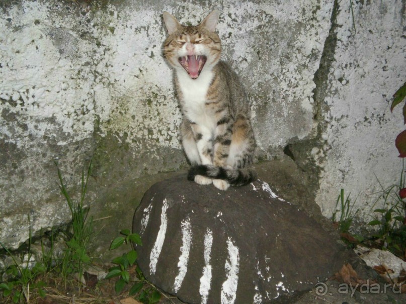 Отдых в Армянском ущелье у Давида и Аксаны