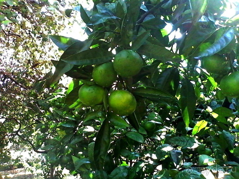 Отдых в Армянском ущелье у Давида и Аксаны