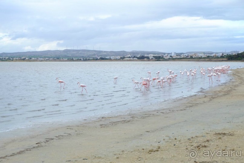  Соленое озеро.Фламинго)