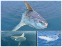 Галапагосские острова.