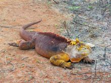 Галапагосские острова.