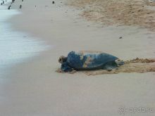 Галапагосские острова.