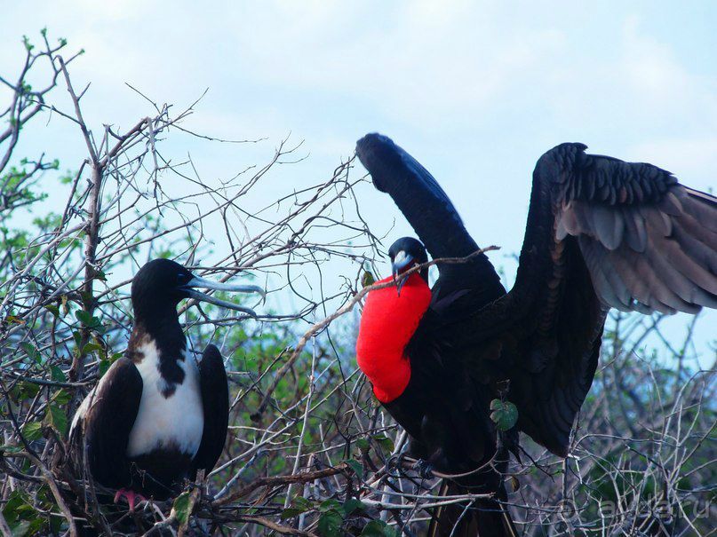 Галапагосские острова.