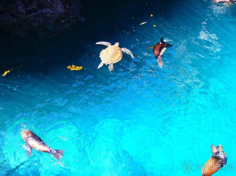 Галапагосские острова.