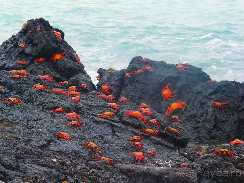 Галапагосские острова.